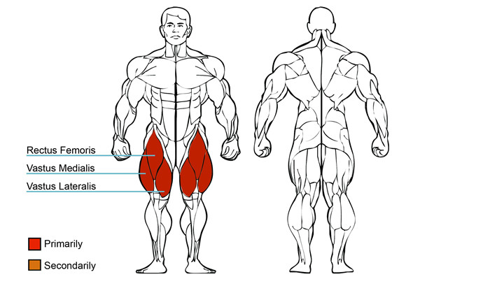 大腿伸展訓(xùn)練器肌肉圖